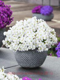 ������� �������� Florado White 6