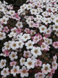 ���������� ������� Ice Colours Appleblossom 16