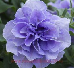  Tumbelina Sophia 211