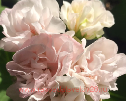 ���������� �� �������