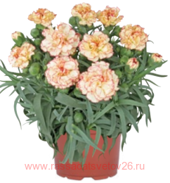  MEDITERRANEO Capri 71