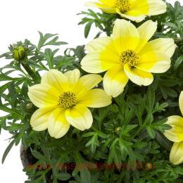  DORADO LEMONCELLO 18