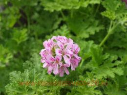   Odorata Moskitoschoker 1