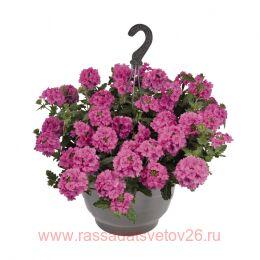   Empress Sun 	Pink 29