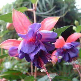  Winston Churchill 75