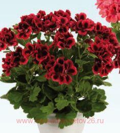   Clarion Dark Red 121