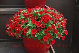  Little Bright Red 71-1