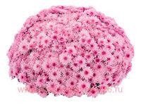   Lively Pink bicolor 46