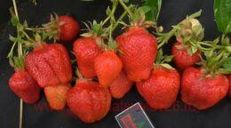 �������� ���������� 1