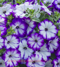  ILLUSION Lagoon 67-1