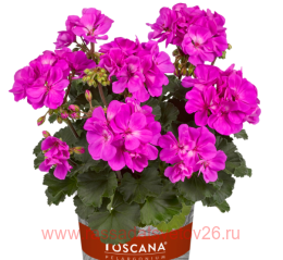  Castello Tessa Blue 1