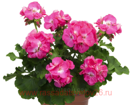  Big EEZE Pink Panther 6