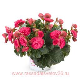  BK COLLECTION Vermillion Hot Pink 64