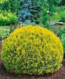 ��� Golden Globe (������� ������) 2