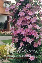  'Comtesse de Bouchaud' (  ) 11