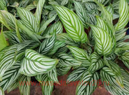 ������� Calathea Vittata 19