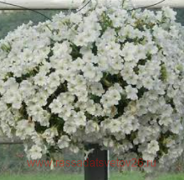 ������� VERANDA White 20