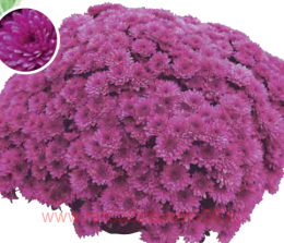 ���������� Tanilin 16