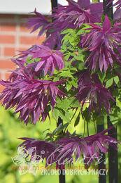 �������� '������ Purple Surprise' PBR 79