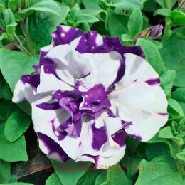  Sweet Sunshine Blue Sky 159