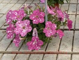  Splash Dance Rumba Rose 164