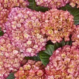   Saxon Grafin Cosel Purple 21