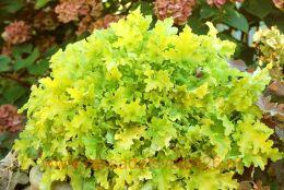    (Lime Marmalade) 210