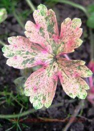 ������ ���������� Confetti 10