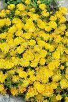  Wheels of Wonder&#174; Golden Wonder 9