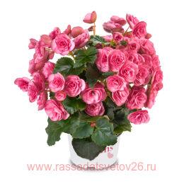  BK COLLECTION RHODEE PINK 63