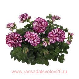 ���������� ������������ Atlantic Burgundy Star 100