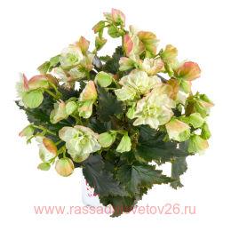 Begonia BK COLLECTION Frivola Magic 17