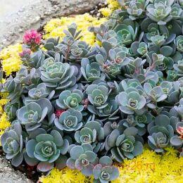  SunSparkler Blue Elf ( ) 47