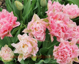  Crispion Love 2 (2 )