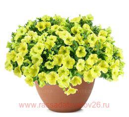 ������� Capella Hello Sunshine 51