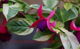  Golden penny asker 30