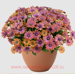 ������������ Besties Dynamic Bicolor 21