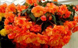   Belina Special NEW	Orange Bicolor 26