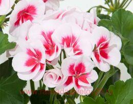 ���������� Smokey Eye whita