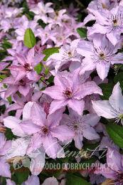  'Hagley Hybrid' ( ) 14