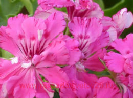 ���������� Cerise Carnation 