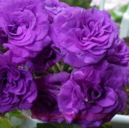 ���������� ������������ Maueve Beauty 340