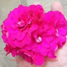 ���������� ������������ PAC Nealit Improved 4