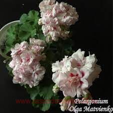 ���������� ���������� BY- �������� 43