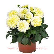  Hypnotica	Lemon Swirl 18