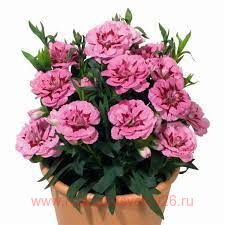  Oscar	Violet Star 14