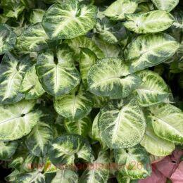 ��������� Syngonium Pixie 38