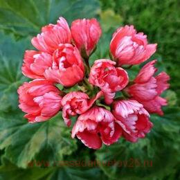  Fringed Patricia Andrea