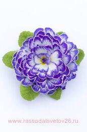  BELARINA BLUE Ripples 42