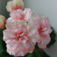 ���������� �� - ����� ������� 226